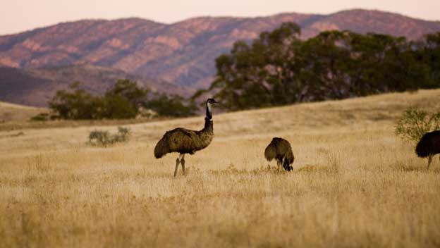 flinders-ranges-emu-sunset-south-australia