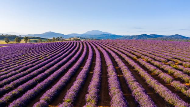 bridestowe-lavender-fields-tasmania-australia