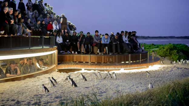 philip-island-penguin-parade-victoria-australia