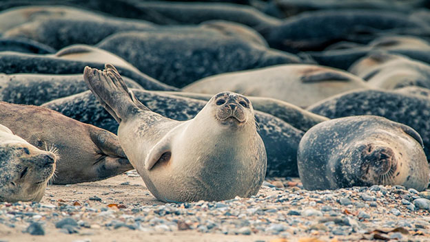 seals-kangaroo-island