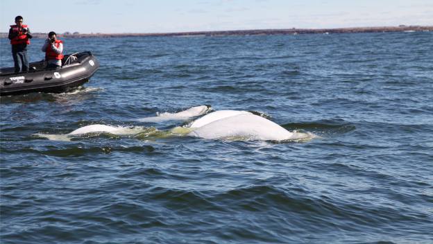 churchill-manitoba-canada-beluga-whales-kayak