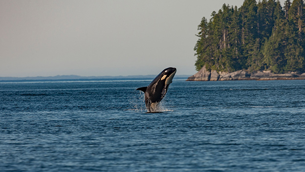 whale-watching