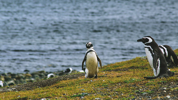 magellanic-penguin