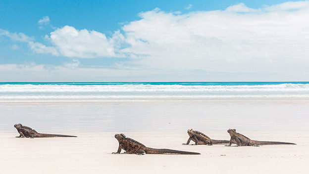 galapagos-island-wildlife