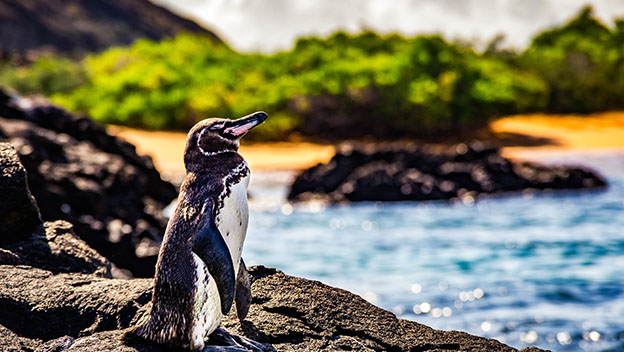 penguin-galapagos-islands