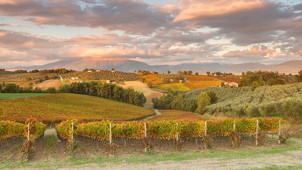 sagrantino-vineyards-umbria-italy