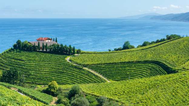 txakoli-vineyards-getaria-basque-country-spain