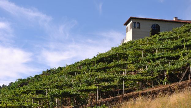 vineyard-ribeira-sacra-jesus-alvarez-spain