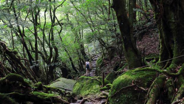 hiker-yakushima-island-japan