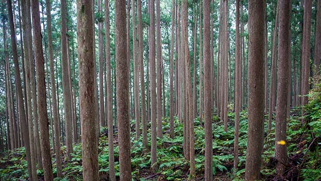 kumano-kodo-grand-traverse-mountan