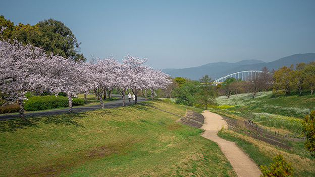 sakura-riverbed-chikugo-river-kyushu-japan