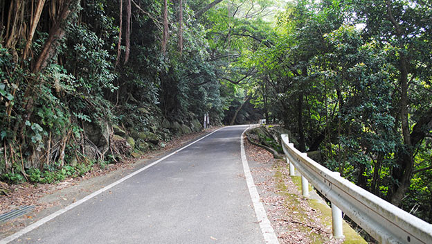 seibu-rindo-forest-path-yakushima-kyushu-japan