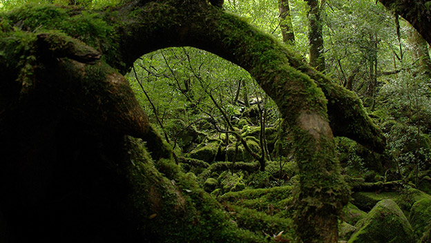shiratani-unsuikyo-yakushima-forest-kyushu-japan