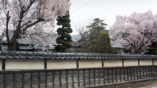 spring-japan