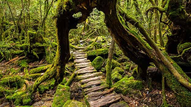 yakushima-island