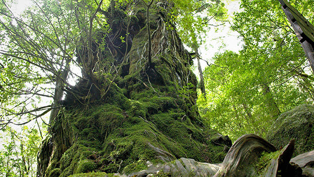 yakusugi-yakushima-island-japan