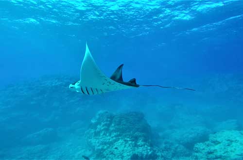 ray-cook-islands-diving