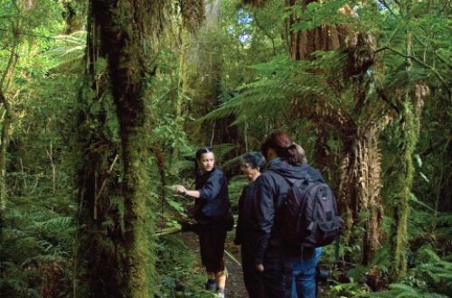 the-timber-trail-biking-new-zealand-Pureora-Forest-Park