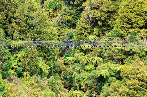 the-timber-trail-new-zealand-swingbridge