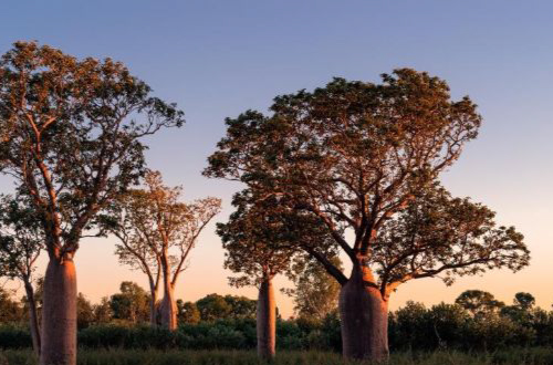 luxury-kimberley-heli-safari-Boab-tree