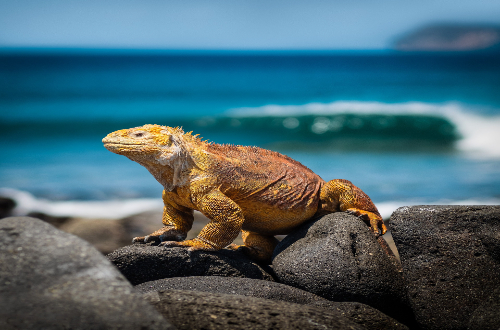 darwin-bay-galapagos-island-marine-iguana