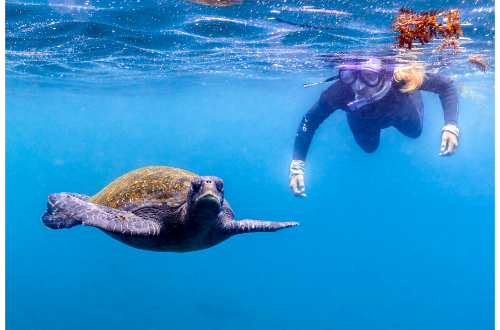 galapagos-islands-luxury-cruise-snorkel-tortoise-sealife-swim