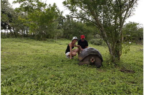 tortoise-galapagos-islands-luxury-cruise-wild-tortoise-reserve