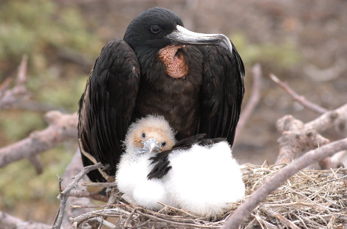 tower-island-galapagos-luxury-cruise-nesting-birds-wildlife