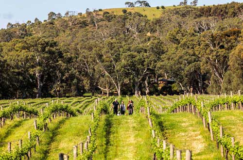 south-australia-mclaren-vale-gemtree-visit-hero