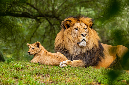 kenya-lions