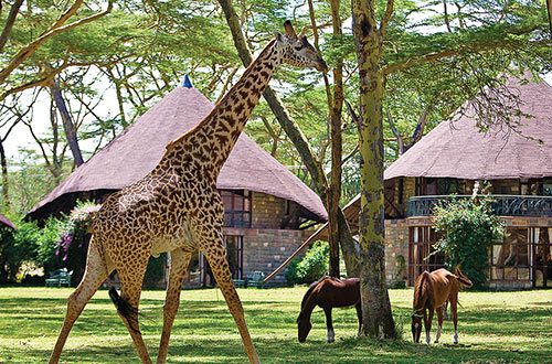 lake-naivasha-resort-naivasha-kenya-exterior-wildlife