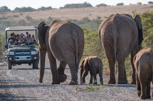 amakhala-safari-lodge-game-drive