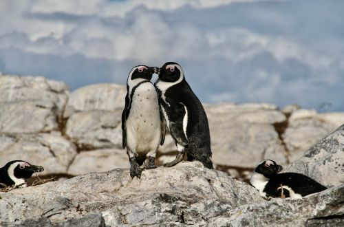 boulders-beach-cape-town-south-africa-african-penguins