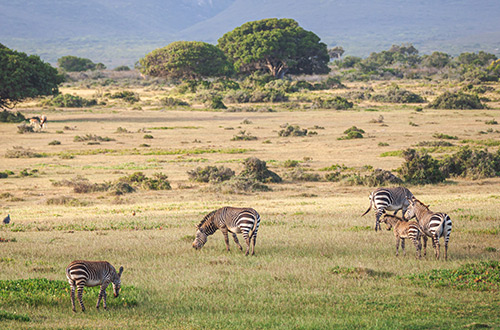 de-hoop-nature-reserve