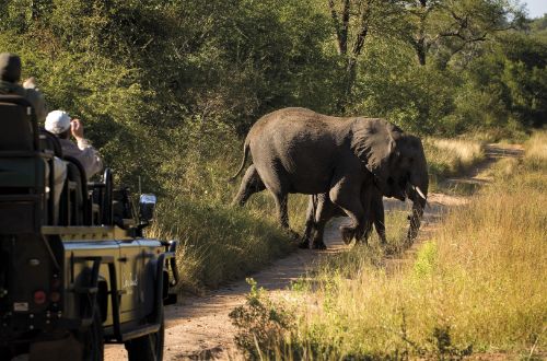 lion-sands-river-lodge-sabi-sands-private-game-reserve-game-drive-safari-elephant