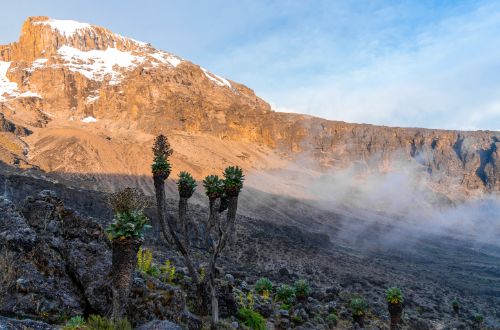 lemosho-route-mount-kilimanjaro-tanzania-africa-scenecio-trees