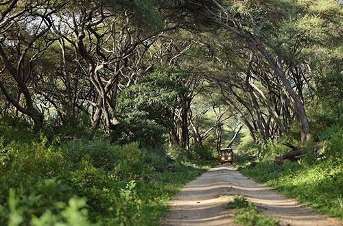 andbeyond-lake-manyara-tree-lodge-tanzania-safari-game-drive