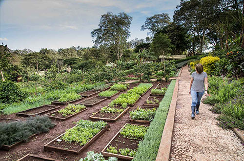 gibbs-farm-karatu-tanzania-harvest-garden