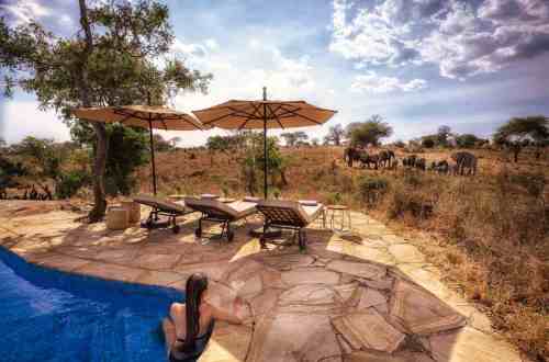 Nimali-Tarangire-pool-wildlife