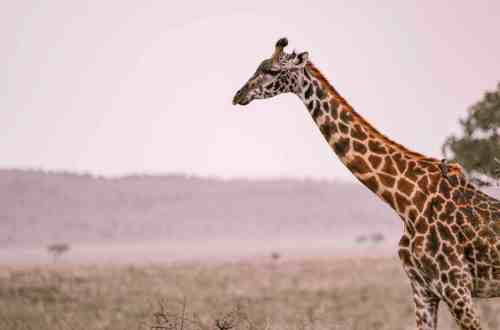 nimali-tarangire-tanzania-serengeti-giraffe