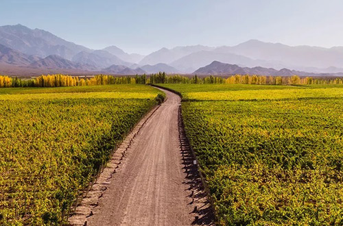 cycling-rice-field-argentina