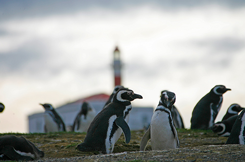 magellanic-penguin