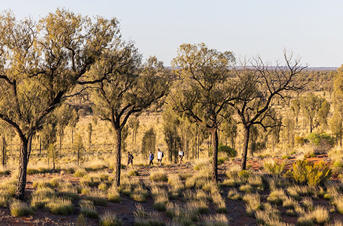 twc-signature-walk-day2-walking-southern-kata-tjuta-australia-dune-credit-twc