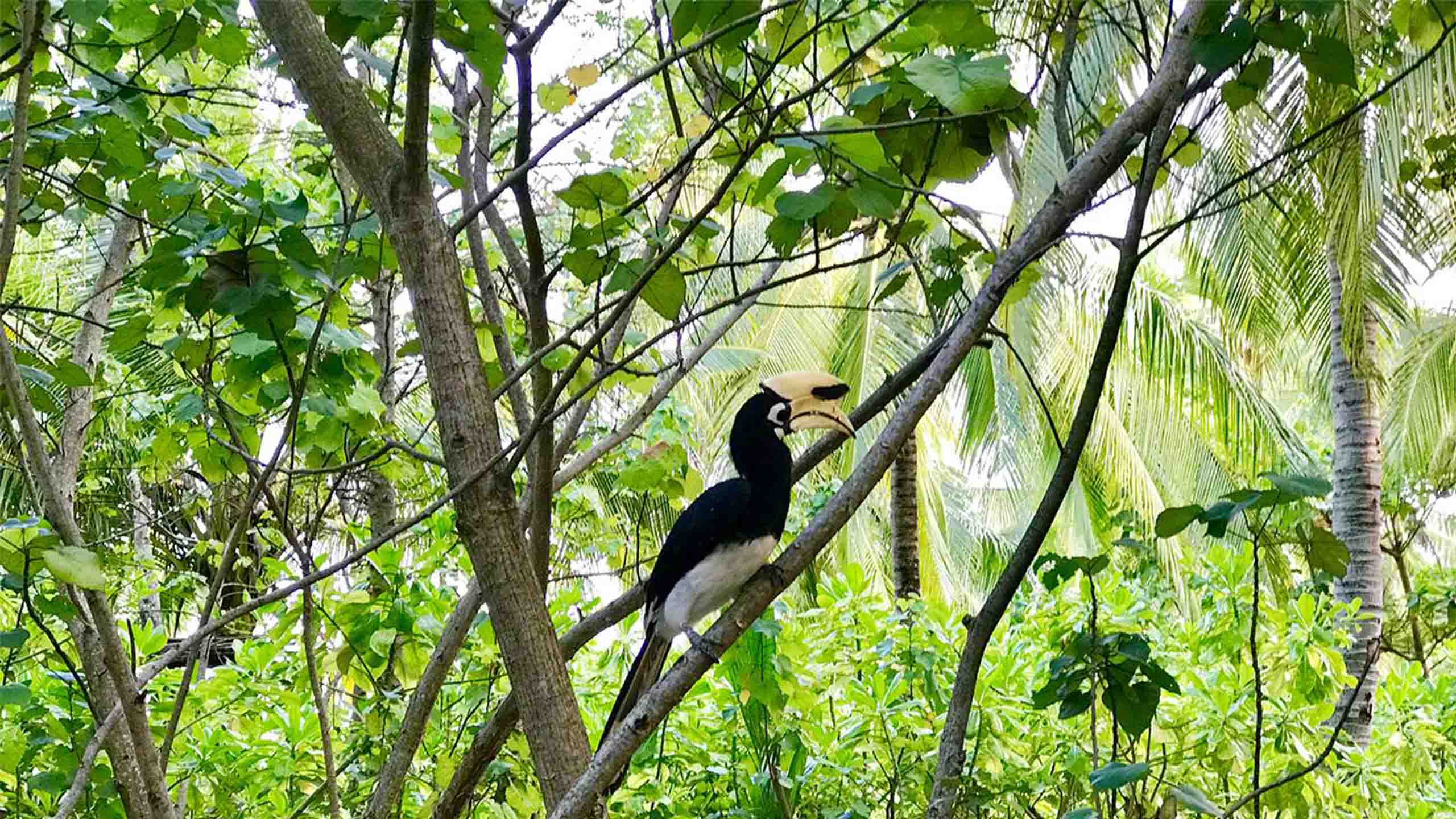 island-safari-hornbill-song-saa