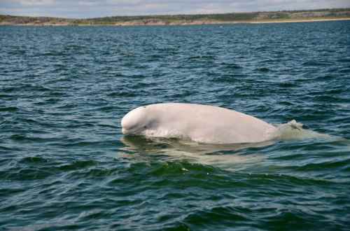beluga-whale-manitoba-canada