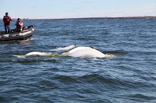 churchill-manitoba-canada-beluga-whale