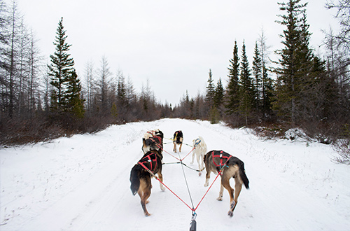 churchill-manitoba-canada-dog-sledding-on-snow