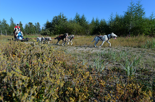 churchill-manitoba-canada-summer-dog-carting