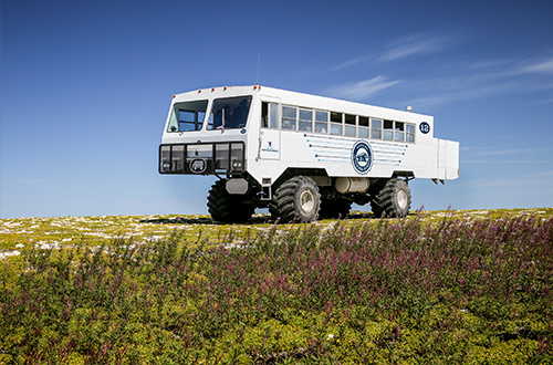 churchill-manitoba-canada-summer-tundra-buggy