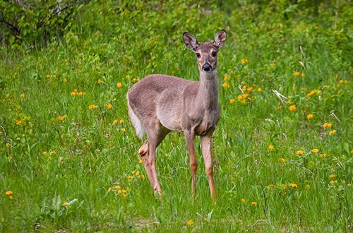 riding-mountain-national-park-wasagaming-canada-deer